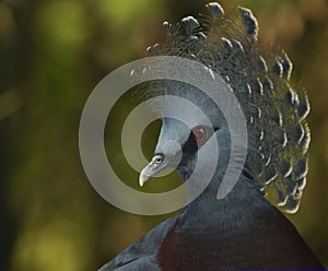 Victoria Crowned Pigeon photo