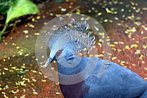 The Victoria crowned pigeon is a large, bluish-grey pigeon with elegant blue lace-like crests, maroon breast and red irises.