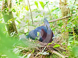 Victoria crowned pigeon in the nest