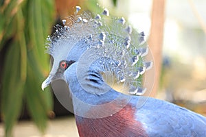 Victoria Crowned Pigeon