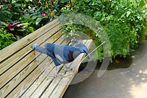 Victoria Crowned Pigeon with Straw in its Mouth