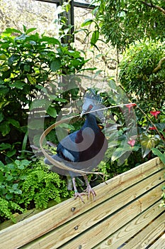 Victoria Crowned Pigeon with Straw in its Mouth