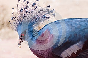 Victoria crowned pigeon or Victoria goura