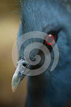 Victoria crowned pigeon (Goura victoria).