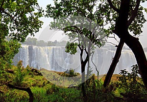 Victoria Falls surrounded by lush tropical rainforest photo