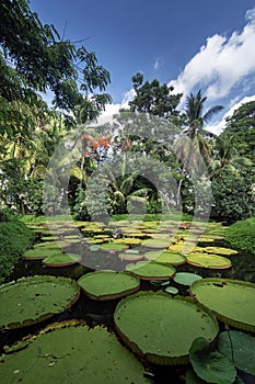 victoria giant water lily pond in tropical asian garden