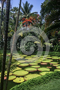 victoria giant water lily pond in tropical asian garden