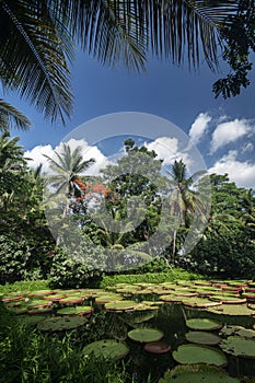 victoria giant water lily pond in tropical asian garden