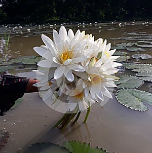 Victoria or giant waterlily is a genus of water-lilies, in the plant family Nymphaeaceae