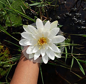 Victoria or giant waterlily is a genus of water-lilies, in the plant family Nymphaeaceae