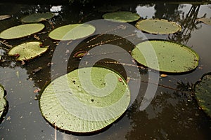 Victoria leaves (Victoria amazonica)