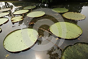 Victoria leaves (Victoria amazonica)