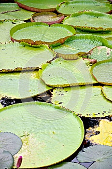 Victoria lotus leaf on water