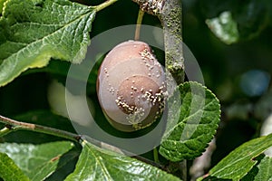 Victoria Plum with Brown Rot photo