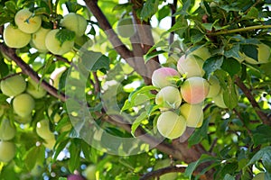 Victoria plums on the branch of tree