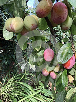 Victoria plums ripening on a tree in summer