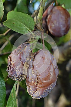 Victoria plums shrivelled by brown rot