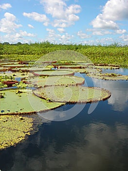 Victoria regia