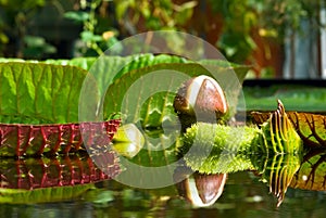 Victoria Regia