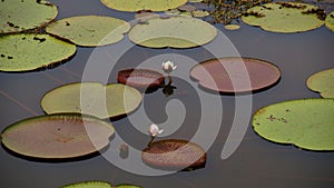 Victoria Regia, Amazonas, Brazil