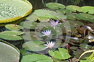 Victoria regia Victoria amazonica in the lake