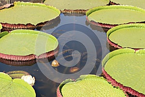The victoria-regia is an aquatic plant of the Nymphaeaceae family, typical of the Amazon region. photo