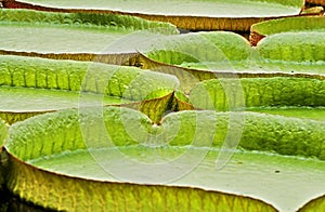 Victoria regia leaves