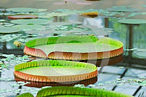 Victoria regia leaves