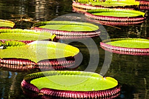 Victoria Regia, the world's largest leaves, of Amazonian water lilies