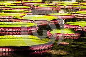 Victoria Regia, the world's largest leaves, of Amazonian water lilies