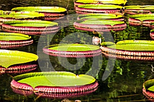 Victoria Regia, the world's largest leaves, of Amazonian water lilies