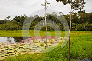 Victoria Regia, the world`s largest leaves, of Amazonian water lilies. Amazonas, Brazil