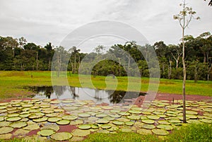 Victoria Regia, the world`s largest leaves, of Amazonian water lilies. Amazonas, Brazil