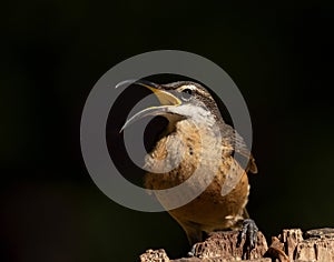 Victoria's Riflebird (Ptiloris victoriae) bird perched on wooden post.