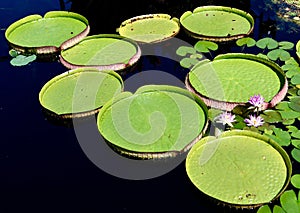 Victoria Water Lilies/Giant Water Platters