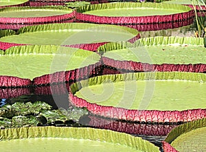 Victoria Water Platters