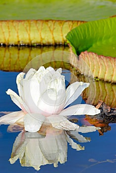 Victoria Waterlily Flower and Leaf