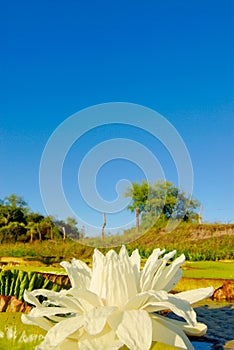 Victoria Waterlily Flower in a pond