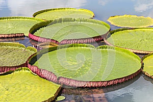 Victoria waterlily leaf blooming in lake