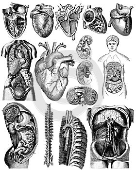 Victorian anatomical drawings of human body parts