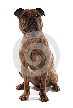 Victorian Bulldog pedigree dog isolated on a white background