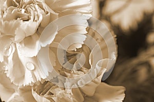 Victorian flower photo