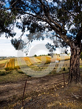 victorian vineyard