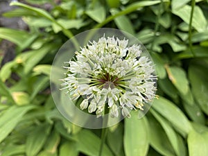 Victory onion Allium victorialis, Alpine leek, Alpine broad-leaf allium, Allermannsharnisch, Siegwurz-Lauch oder Bergknoblauch