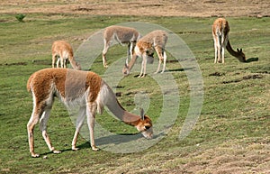 Vicugna grazing