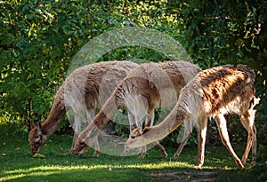 Vicugna grazing on a pasture