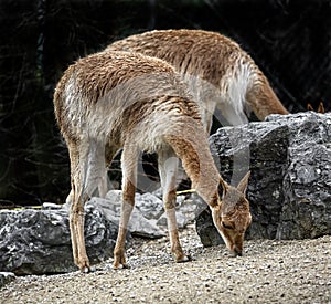 Vicugna in its enclosure 2