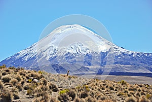 Vicugna in Lauca national Park in Chile