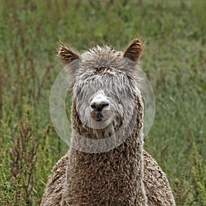 Vicugna pacos, Alpaca, Paco