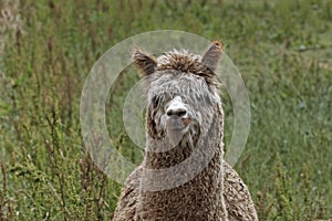 Vicugna pacos, Alpaca, Paco